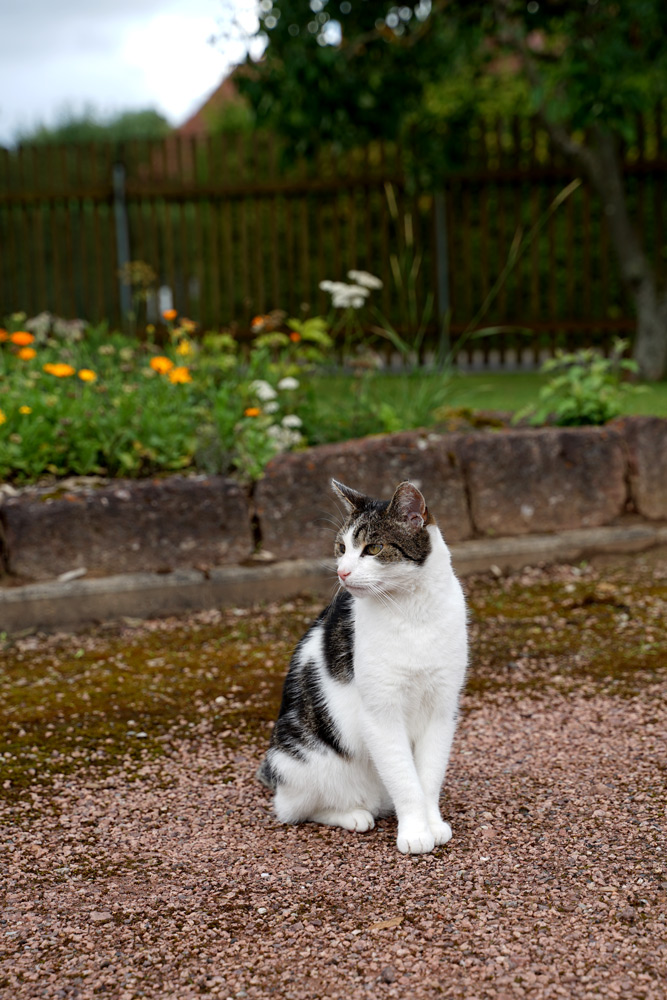 Kater Camping im Garten Eisenach